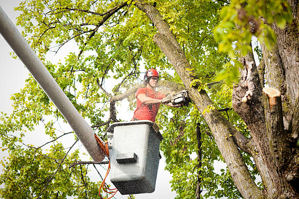 Best Palm Tree Trimming  in Topeka, KS